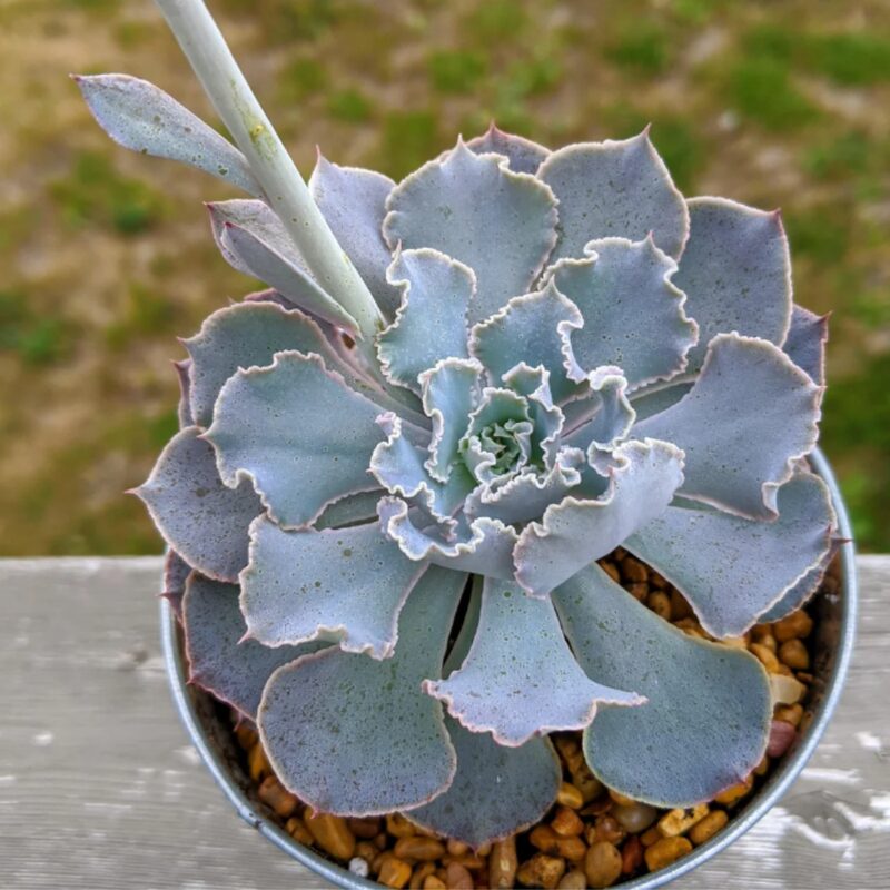 Echeveria Shaviana Succulent Plants