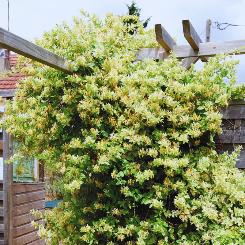 Set 40 Lonicera Japonica Honeysuckle Vine Mint Crisp - 6-10" in Pot