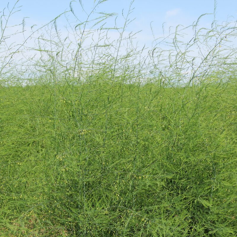 6 Green Asparagus Plants - Live Asparagus Plants - Well Asparagus Plants Live Outdoor - Zone 3 To 8