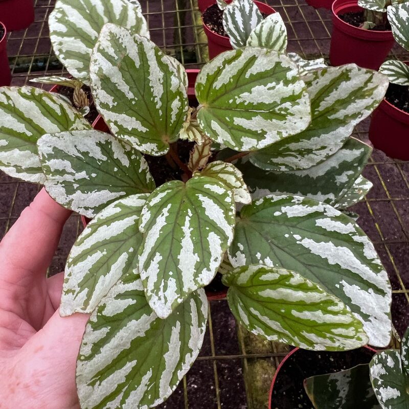 Green White Begonia Plant Potted