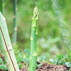 5 Green Asparagus Plants - Popular Vegetable Plants - Spring Vegetable Plant - Outdoor Plant