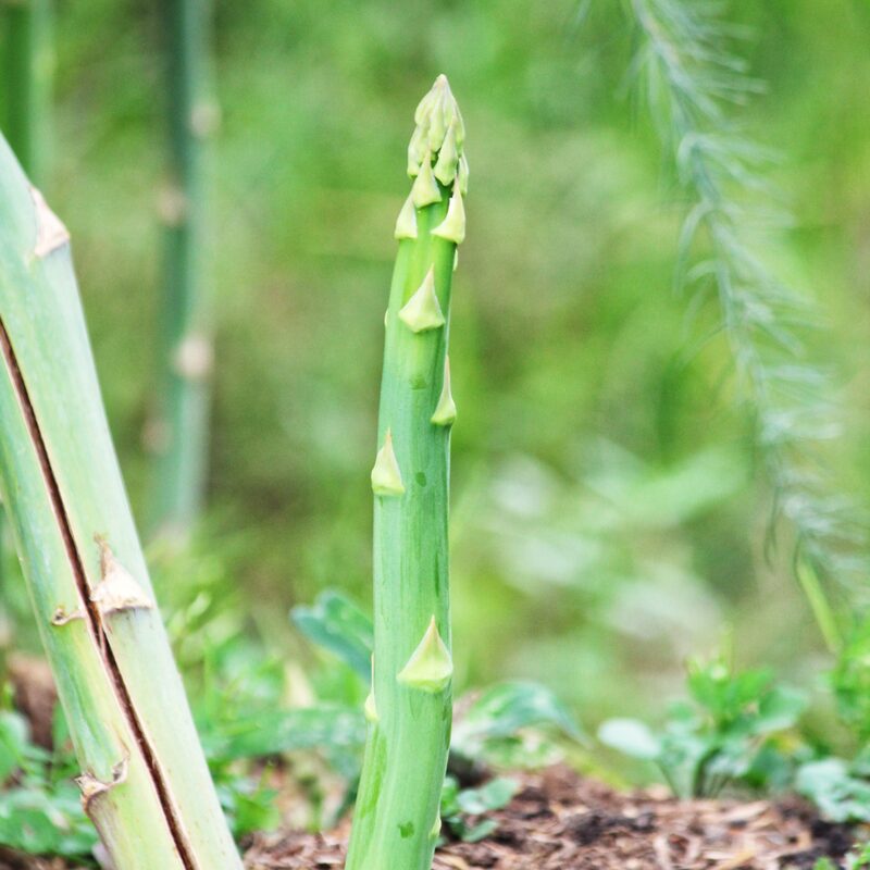 5 Green Asparagus Plants - Popular Vegetable Plants - Spring Vegetable Plant - Outdoor Plant