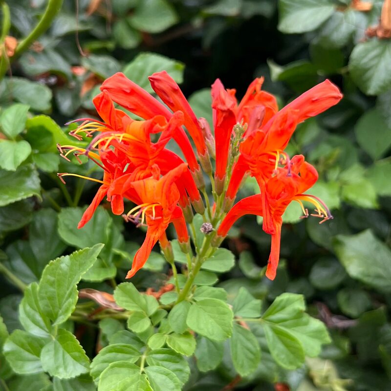 100 Orange Red Cape Honeysuckle Tecomaria capensis Live Plants Vine - Zone 8-11