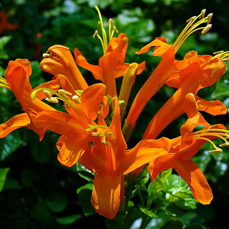 5 Orange Red Cape Honeysuckle Tecomaria capensis Live Plants Vine - Zone 8-11