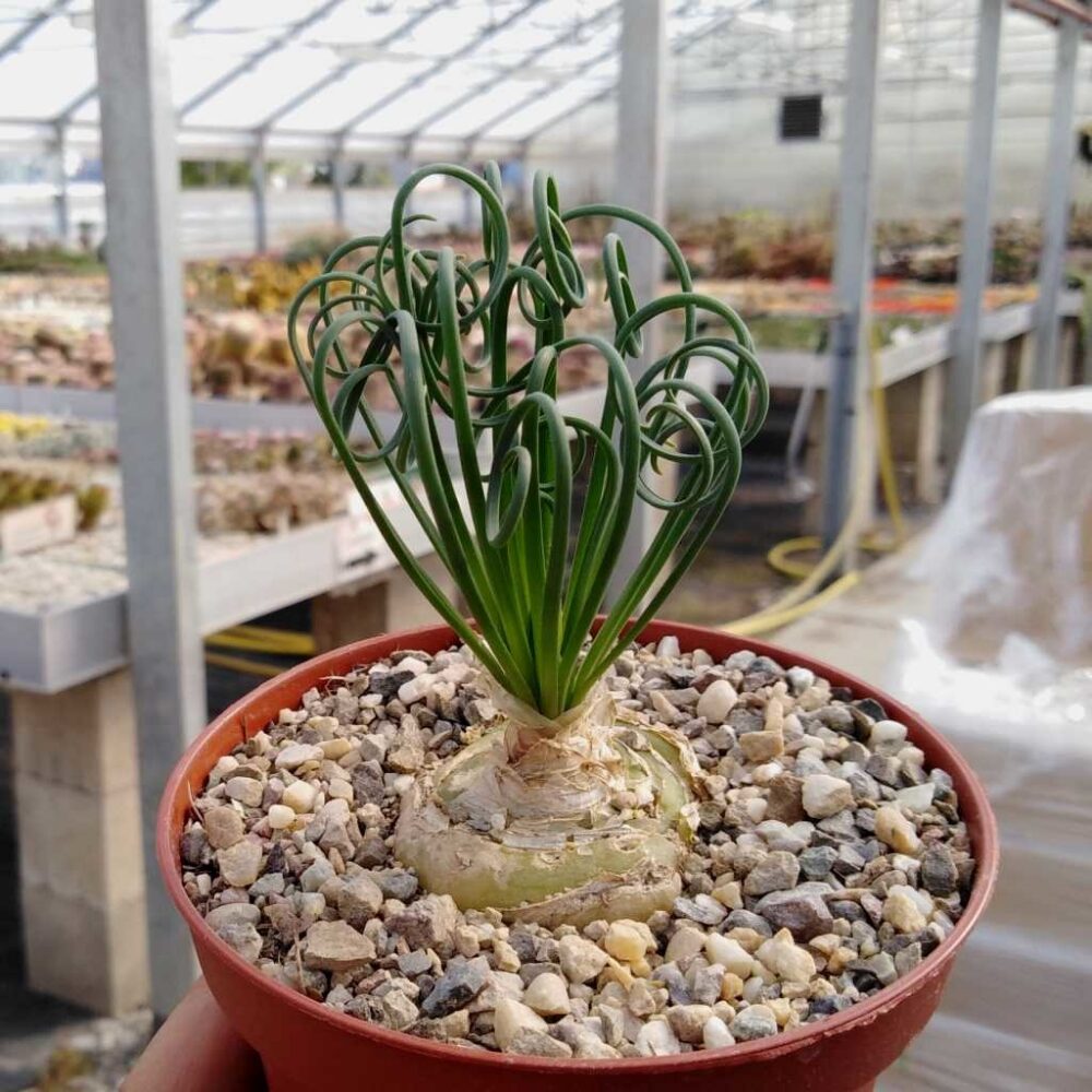 Frizzle Sizzle Albuca Plant - Live Succulent - 3.5 Inch Pot - Indoor Growing
