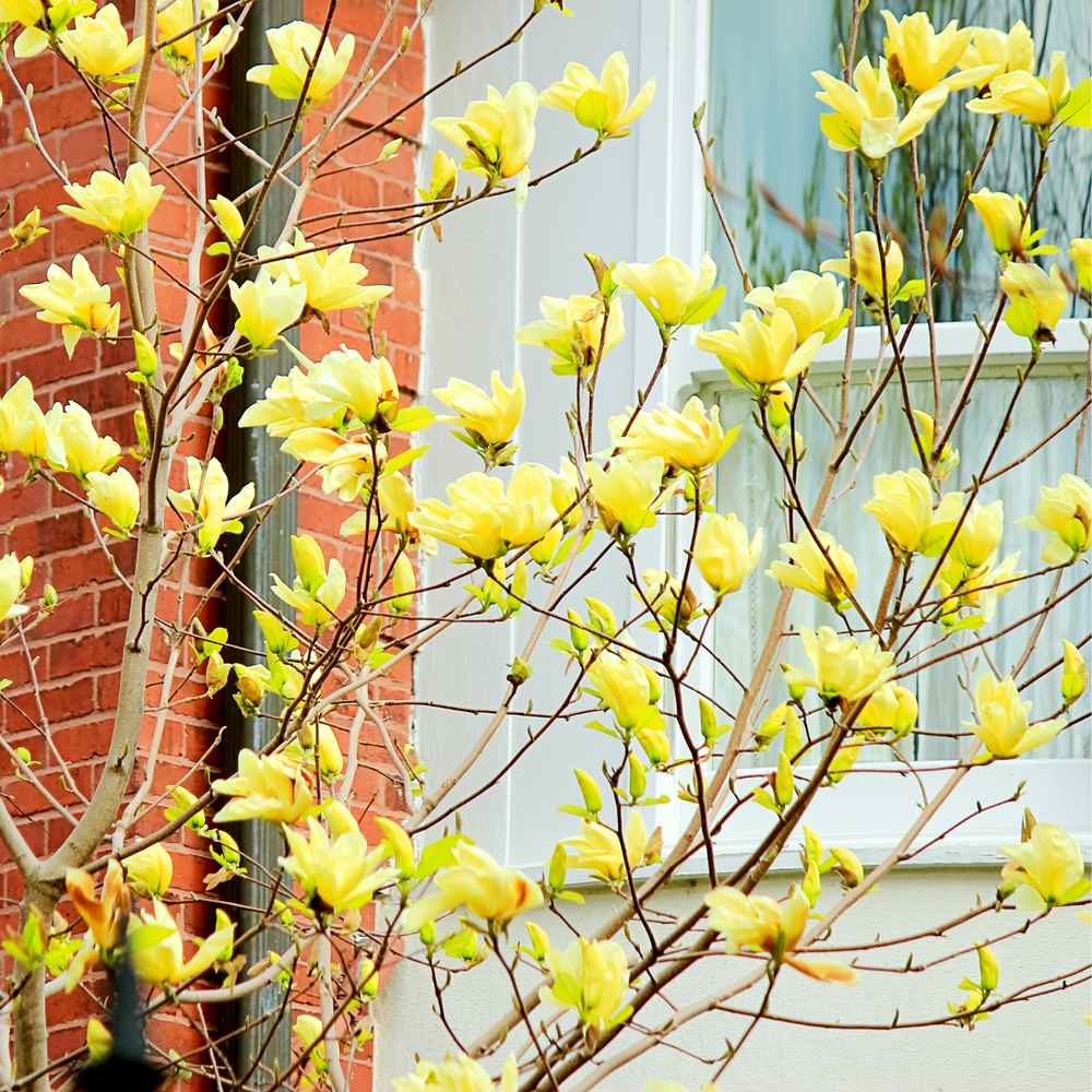 Yellow Bird Magnolia Plant Live 6-12 Inch Tall