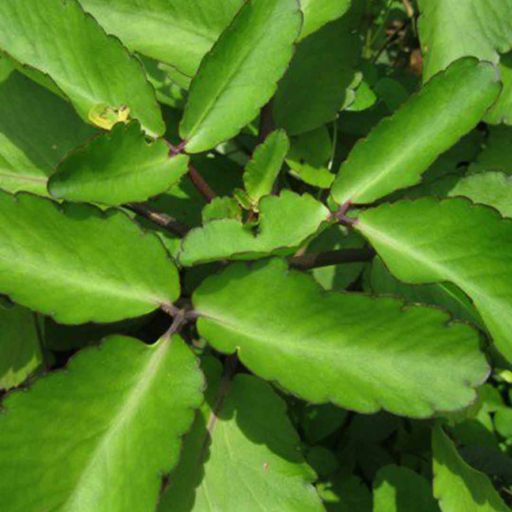 3 Kalanchoe Pinnata Plants, Miracle Leaf of Life 4 Inc Pot