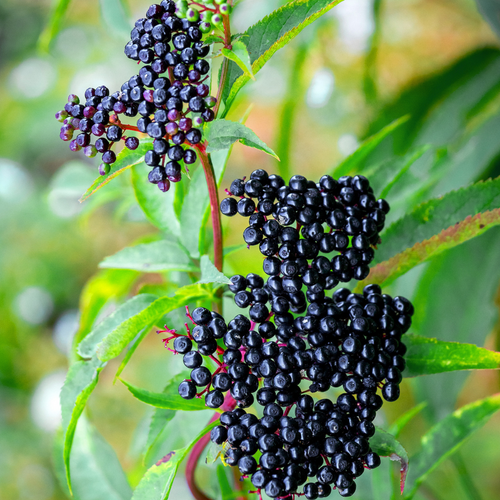 1 Black American Elderberry Trees 6-12 Inch Tall
