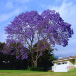 Mini Jacaranda Mimosifolia Live Tree - 4" Pot