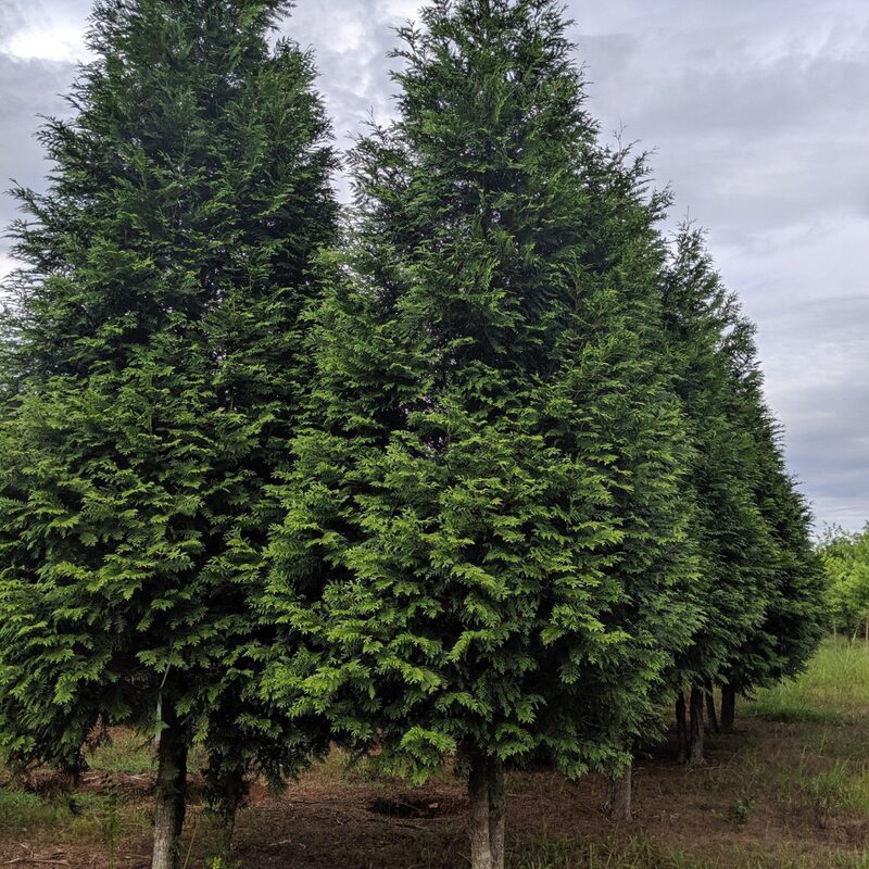 Thuja Green Giant Arborvitae Trees Live Plants - 2.5" Pot - 6-12" Tall