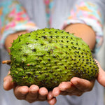 Annona Muricata Giant Soursop Tree 5-9 Inc Tall