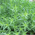 3 Texas Tarragon Plants Mint Herb 4-8"