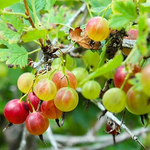 Gooseberry Plant 5-9 Inc Tall (Many Types)