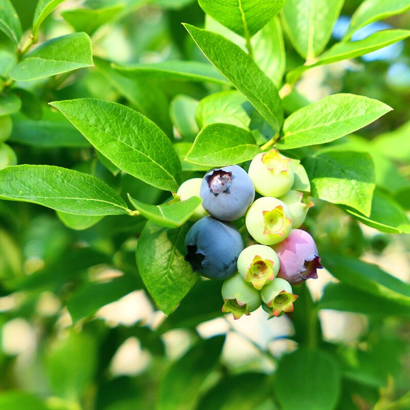 Sharpblue Blueberry Plant