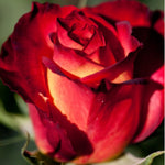 Leonidas Rose Bush