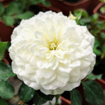 White Meilland Rose Bush