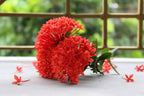 Red Ixora Plants Live - 4 to 6 Inc Tall , 3 Plants