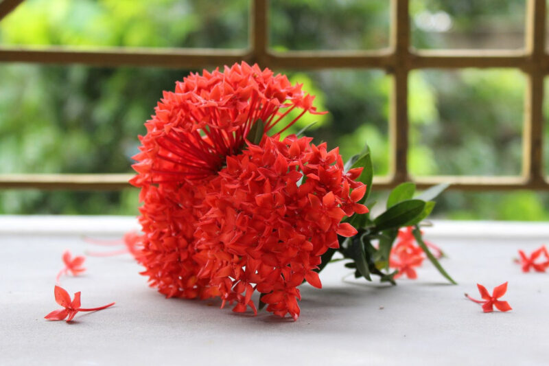 Red Ixora Plants Live - 4 to 6 Inc Tall , 3 Plants