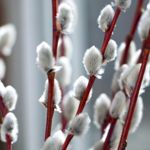 20 Large Pussy Willow Tree Cuttings, No Root, Easy to Root, Landscape Planting, 8-10 Inch Cuttings to Yield 20 Trees In Field or 40 In Containers