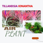 Air Plants, Tillandsia Air Plants Live Houseplants for Garden, 30 Red Lonantha Tillandsia Plant, Air Plant for Planting, 2 to 3 Inc Long