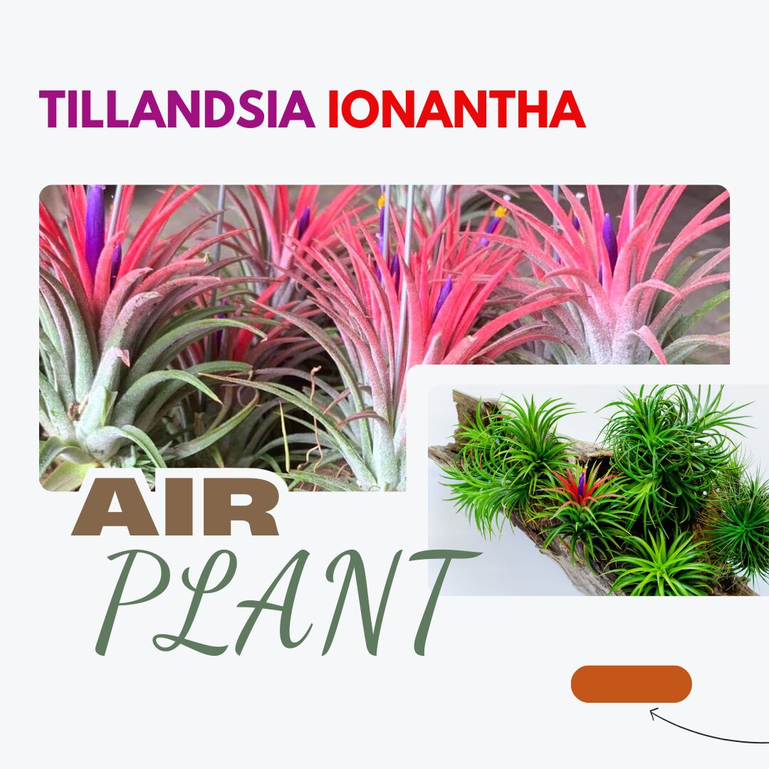 Air Plants, Tillandsia Air Plants Live Houseplants for Garden, 30 Red Lonantha Tillandsia Plant, Air Plant for Planting, 2 to 3 Inc Long