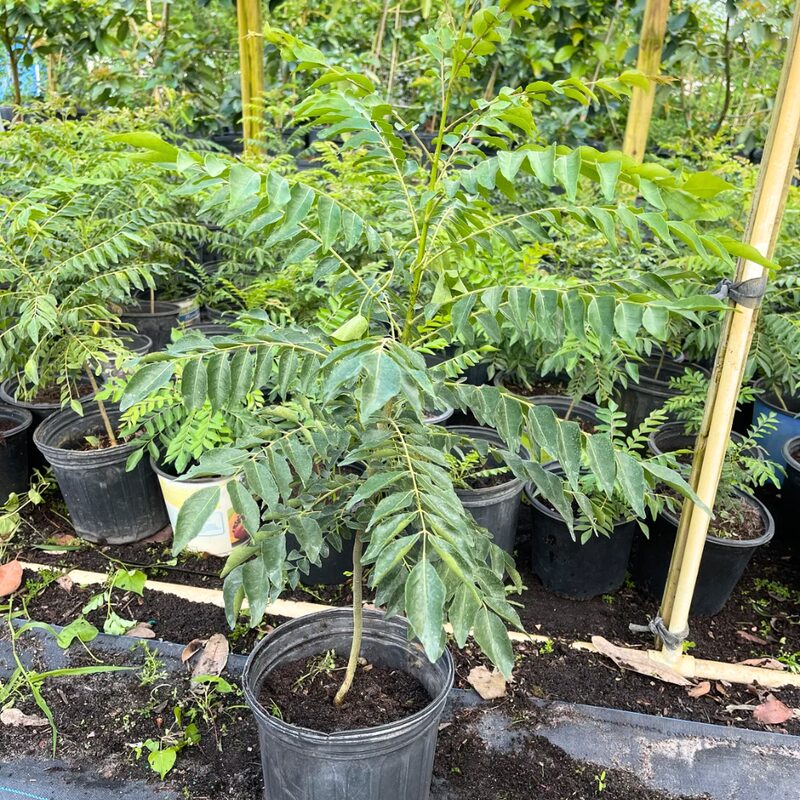 Curry Leaves Plant Murraya Koenigii 2 Feet Tall