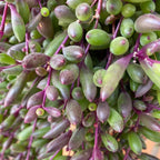 String Of Rubies Succulents Plants