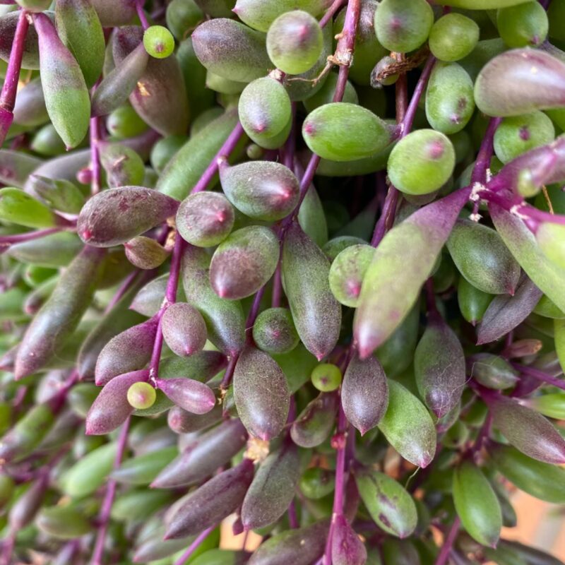 String Of Rubies Succulents Plants