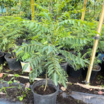 Indian Curry Leaves Tree Murraya Koenigii 2 Feet Tall