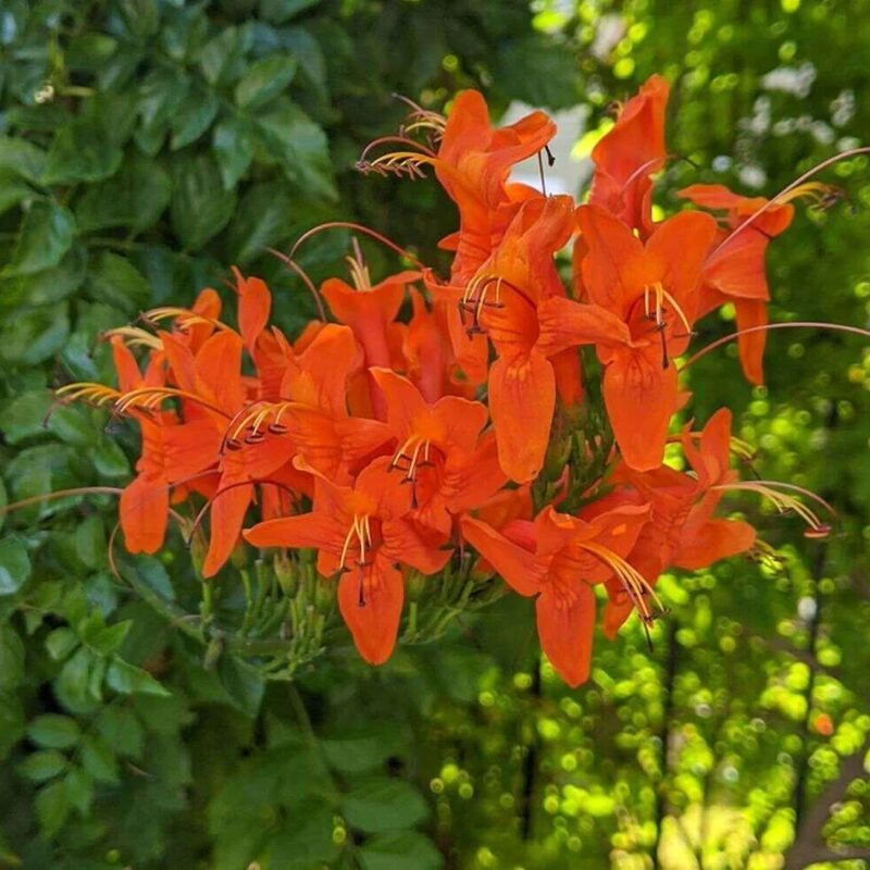 2 Orange Red Cape Honeysuckle Tecomaria capensis Live Plants Vine - Zone 8-11