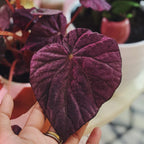 Stormy Sunset Begonia Plant Potted