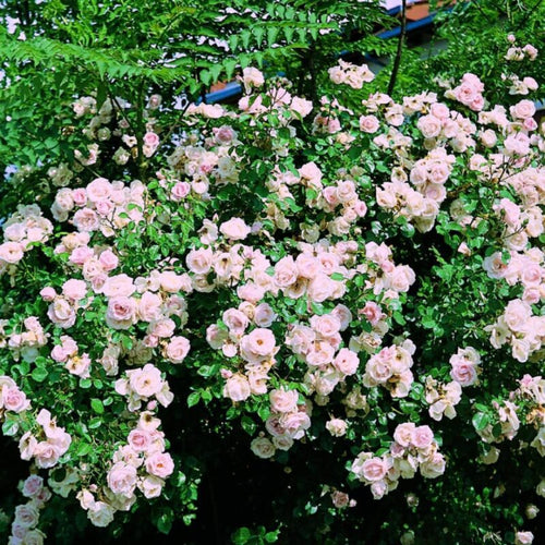 2 New Dawn Rose Climbing