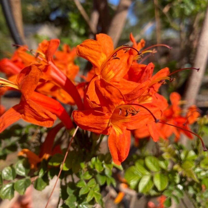 2 Orange Red Cape Honeysuckle Tecomaria capensis Live Plants Vine - Zone 8-11