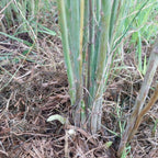 6 Green Asparagus Plants - Live Asparagus Plants - Well Asparagus Plants Live Outdoor - Zone 3 To 8