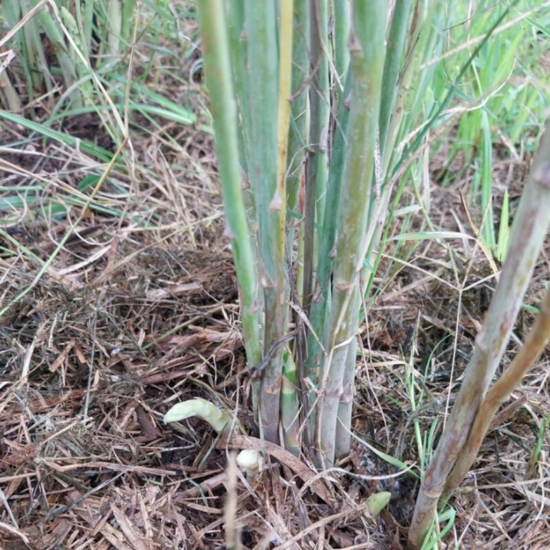 6 Green Asparagus Plants - Live Asparagus Plants - Well Asparagus Plants Live Outdoor - Zone 3 To 8