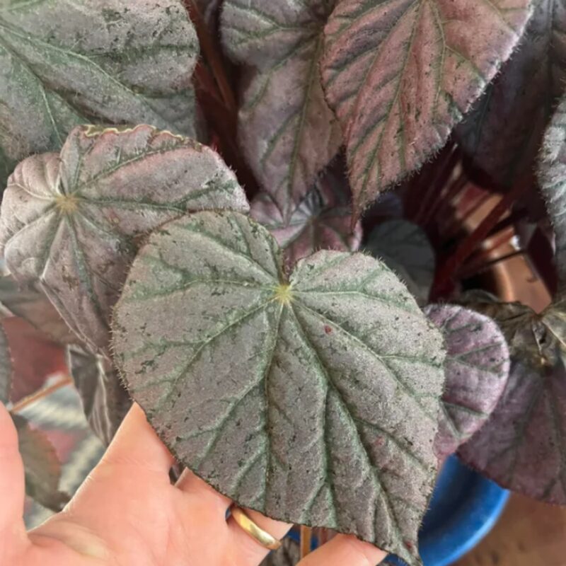 Stormy Sunset Begonia Plant Potted