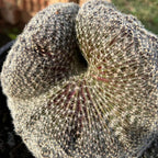 Mammillaria Baumii Crest Plant