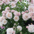 2 New Dawn Rose Climbing