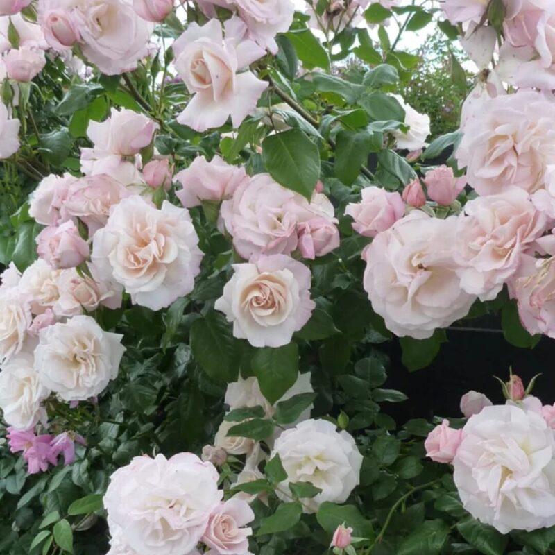 2 New Dawn Rose Climbing