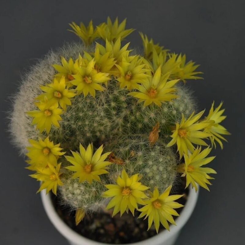 Mammillaria Baumii Crest Plant