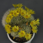 Mammillaria Baumii Crest Plant