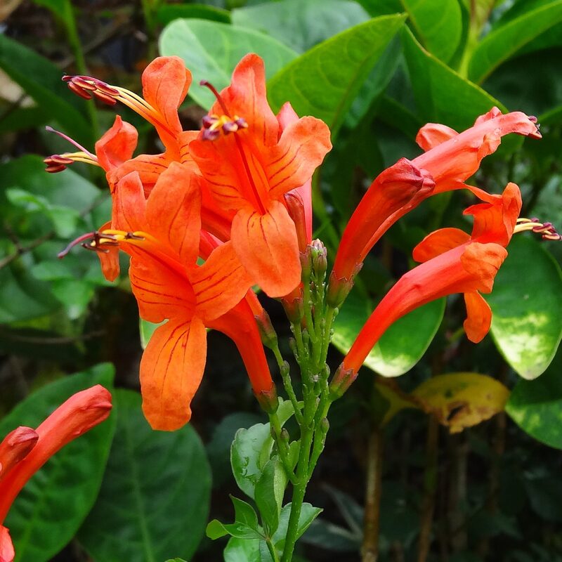 15 Orange Red Cape Honeysuckle Tecomaria capensis Live Plants Vine - Zone 8-11