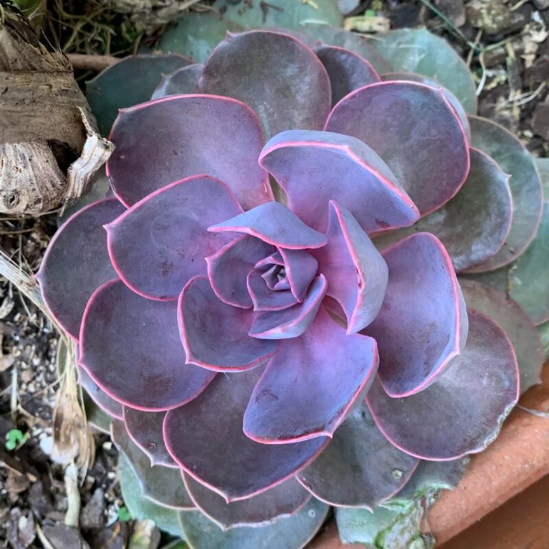 Echeveria Perle Von Nurnberg Succulent Plants