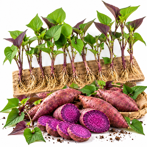 10 Purple Sweet Potato Slips, Live Plants for Garden Planting