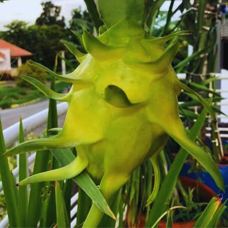 Yellow Dragon Fruit Plant