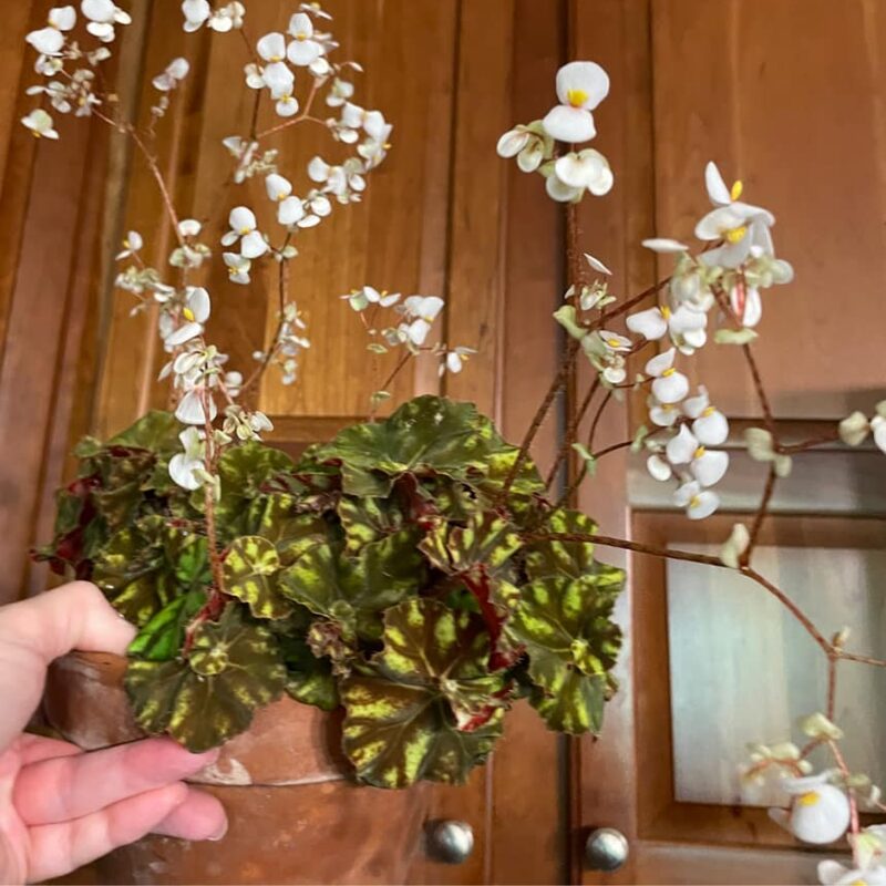 Cowardly Lion Begonia Plant Potted