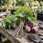 10 Purple Sweet Potato Slips, Live Plants for Garden Planting