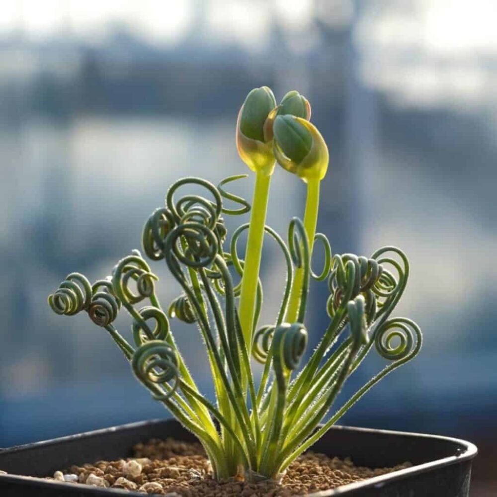 Albuca Spiralis Frizzle Sizzle Plant 3.5 Inch Pot - Curly Live Houseplant