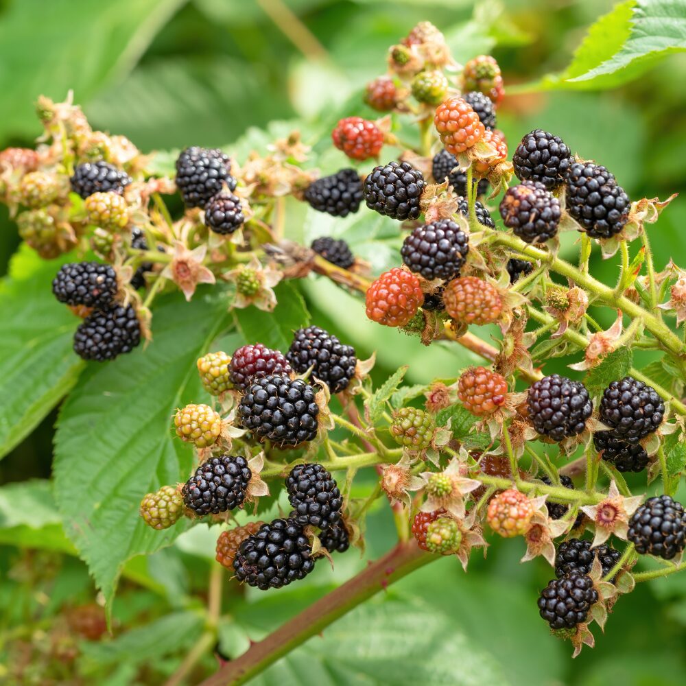 2 Blackberry Plants, Thornless Blackberry Plants Live, Blackberry Bush Live Plant, Blackberries Plants for Planting, Fruit Bushes Live Plant, Blackberry Fruit Trees 5 to 9 Inches Tall