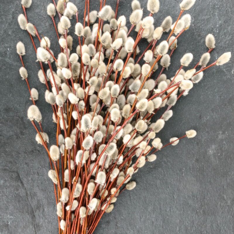 30 Large Pussy Willow Tree Cuttings, No Root, Easy to Root, Landscape Planting, 8-10 Inc Cuttings to Yield 30 Trees In Field or 60 In Containers